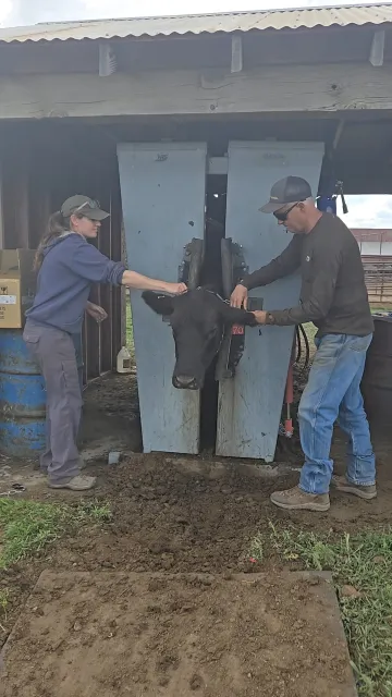 Woman and man put tracking collar on a black cow