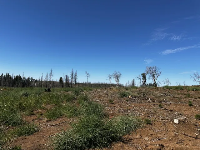 Side by side comparison of a landscape with some herbicide treatment and no herbicide treatment.