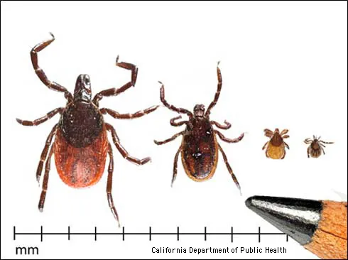 Life stages of the western blacklegged tick, Ixodes pacificus. From left to right: adult female, adult male, nymph, and larva.