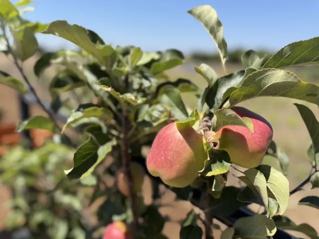 Golden Dorsett apples growing on an apple tree
