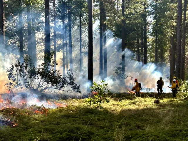 Trees burn during a prescribed fire