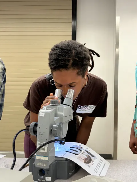 Student peers through microscope at an insect