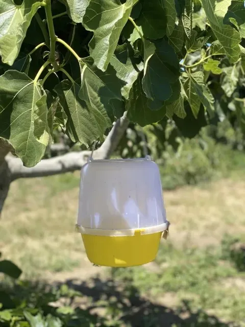 McPhail-type trap hanging on a fig tree