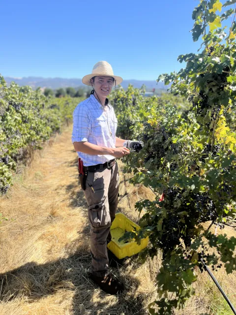 UCCE viticulture advisor Christopher Chen inspects the berries in a vineyard