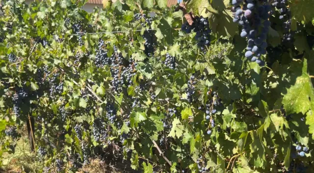 Many clusters and grapes on a vine in an unpruned, mothballed vineyard