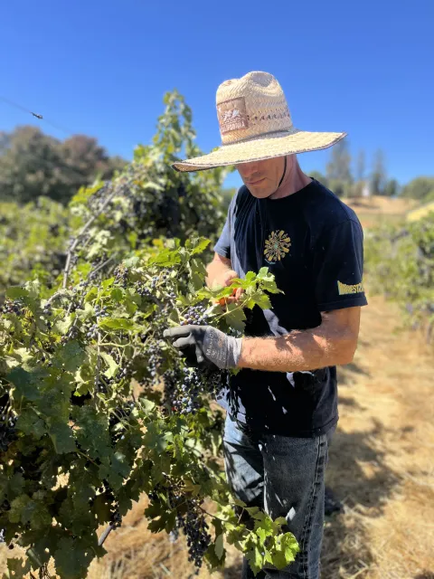 Student researcher looks for damage from insect pests in a mothballed vineyard