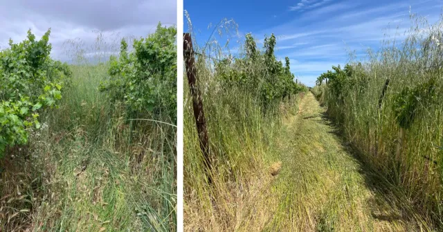 Vineyard image showing tall cover crops (left) and a thatched mat in the alley (right), showing before and after rolling down cover crops
