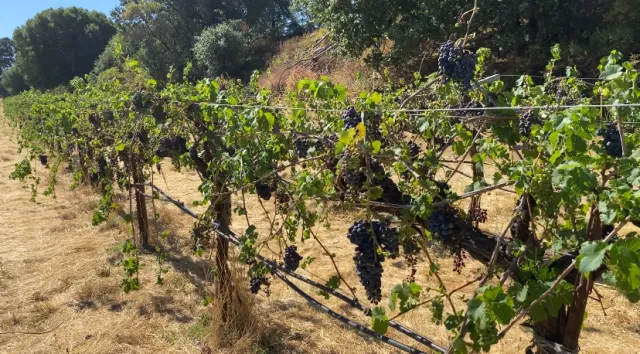 Decimated vine in a vineyard grazed by sheep as part of mothballing process