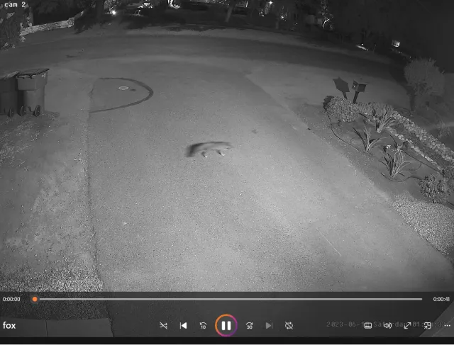 A screen shot of a red fox