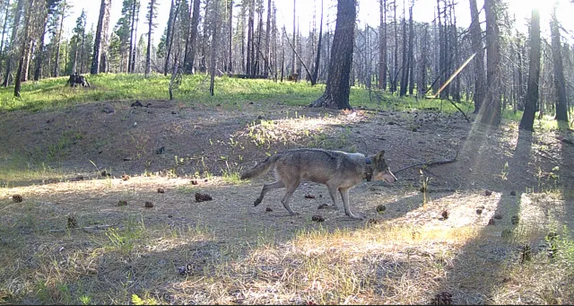 Gray wolf walks through a clearing in the woods, as seen on a game camera