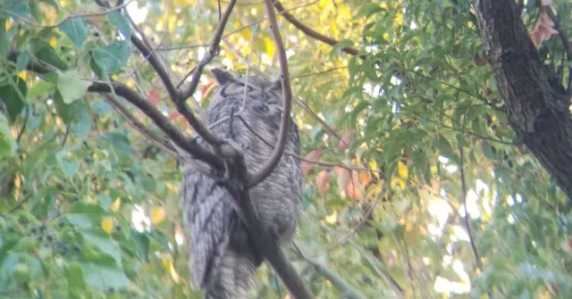 Grey owl in a tree