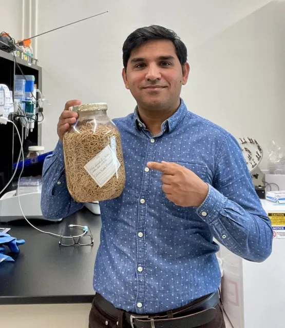 Nematologist Shahid Siddique holding a jar of nematodes from a minke whale that died in 1990.