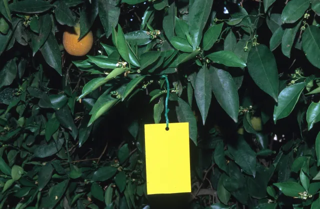 Yellow sticky trap hanging in citrus tree.