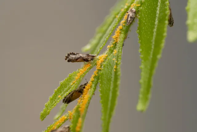 Multiple small moth-like insects with wings broadest in the apical half, mottled, and have a dark brown band around the outer half near yellow almond shaped eggs on a green plant with branched leaves.