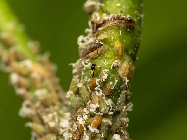 Small black wasp with pale, hairy antenna, translucent wings, light-colored legs, and a pale underside of the abdomen on a green stem surrounded by flat peach nymphs with white waxy tendrils on one end.