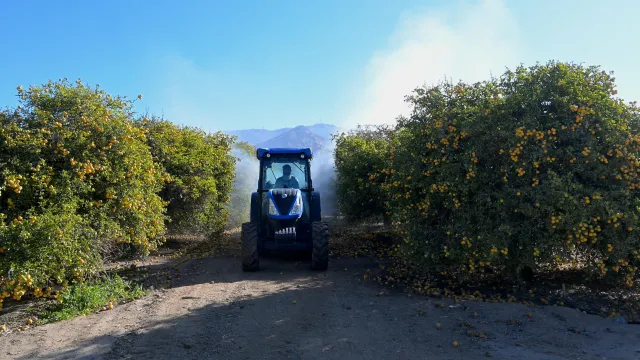 A liquid mist is sprayed onto rows of trees from a cylindrical metal drum powered by a fan and attached to the back of a tractor approaching as it drives along the bare path of soil between the rows.
