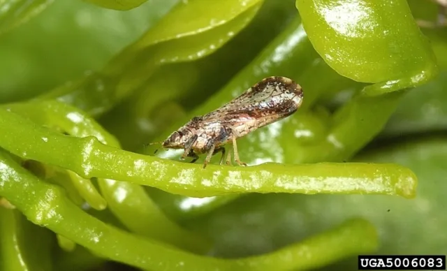 An adult asian citrus psyllid on a green stem