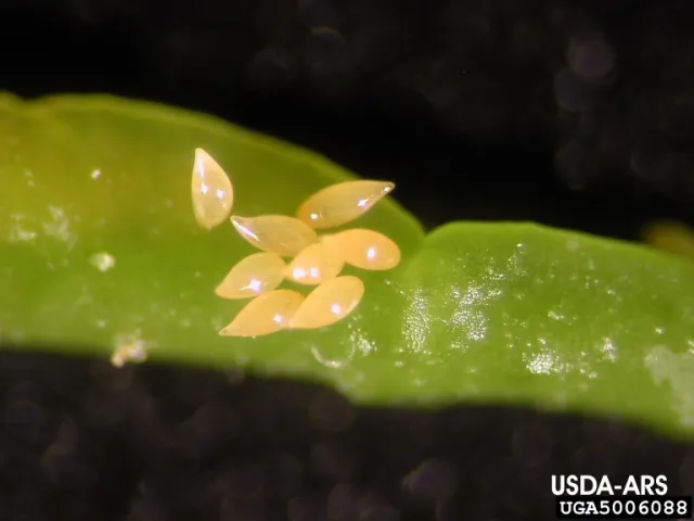 Yellow almond-shaped eggs on a green leaf.
