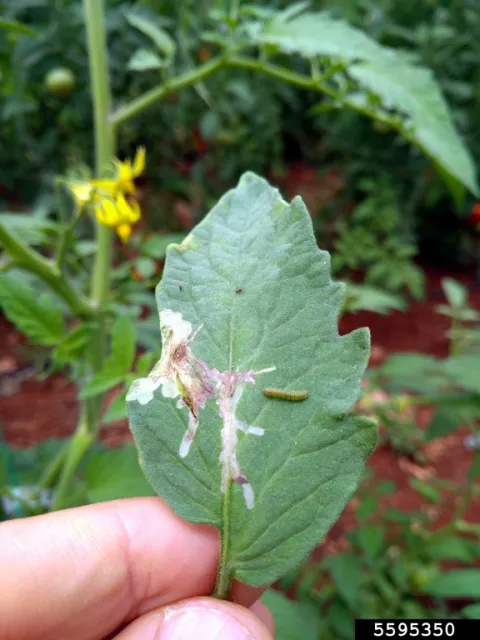 souther american tomato leafminer damage and larva