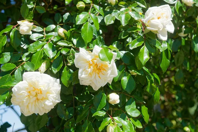 White rose