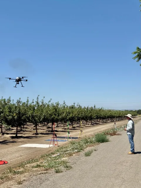 Man on right controls a drone flying over an orchard on the left