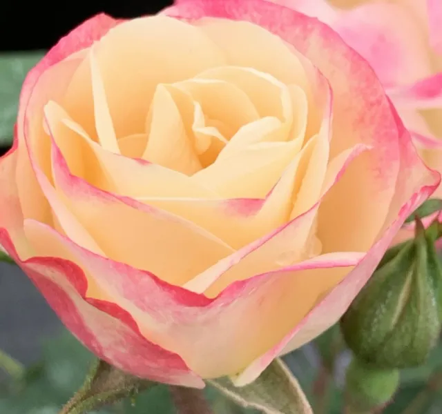Peach and pink rose
