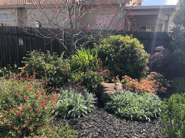A deciduous tree with branches where hummingbirds can rest in a beautiful garden setting.