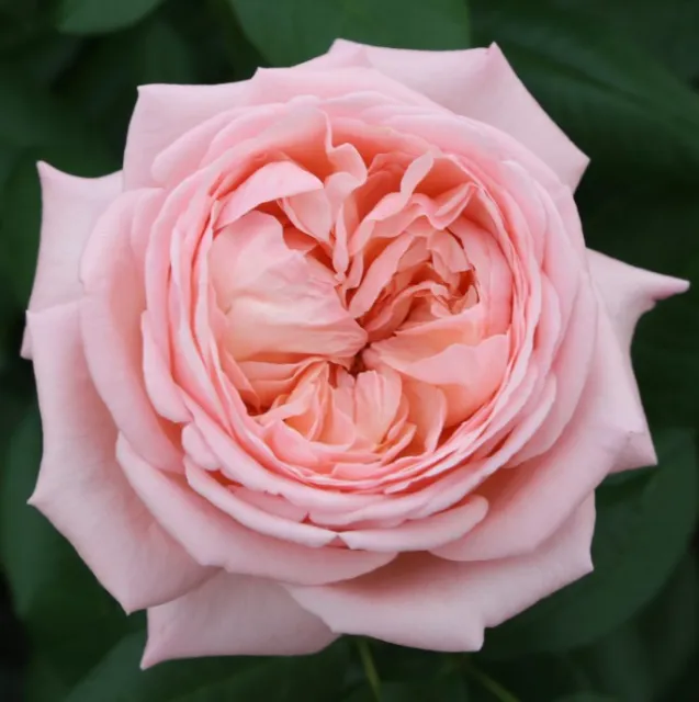 Light pink rose with many petals