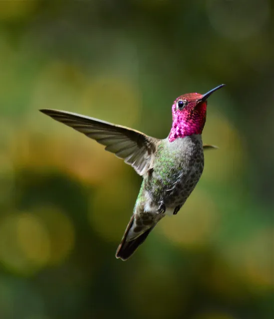 A beautiful hummingbird with a magenta feathers on it's head and neck with brown and green feathers on it's body.