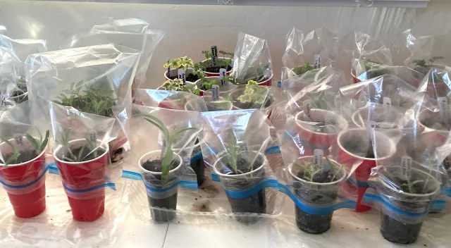 New cuttings rooting in pots covered with plastic bags
