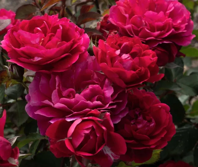Deep pink roses