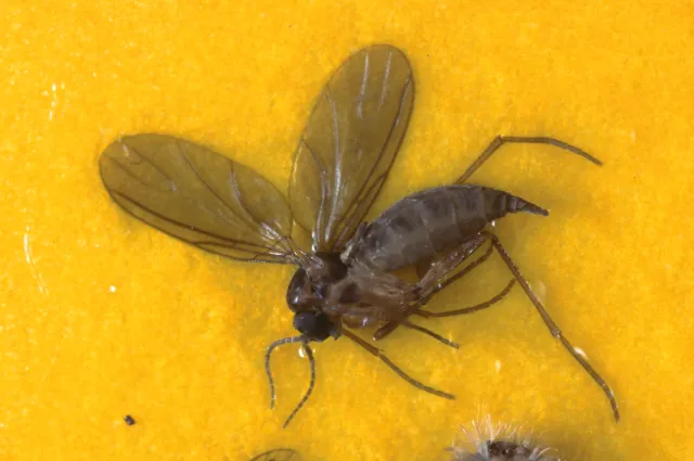 Adult fungus gnat caught in yellow sticky trap