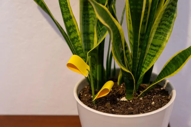Two yellow pieces of paper on a green stick in the potted soil of a green houseplant with sword-shaped leaves outlined in yellow.