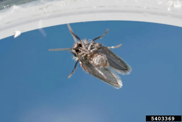 Drain fly with grey fringed wings shown from below on a blue background.