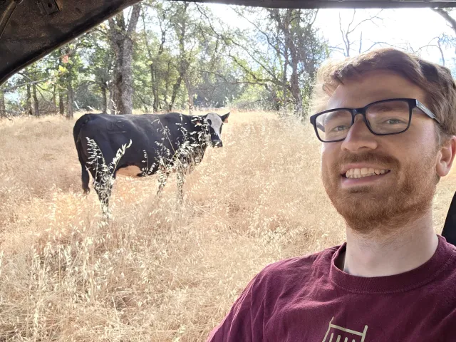 Conor McCabe with cow grazing in background