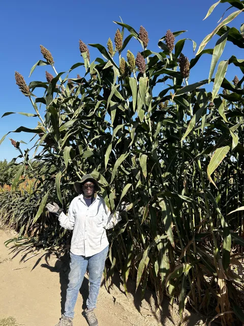 Jackie Atim stands next to a row of sorghum plants that are more than twice her height