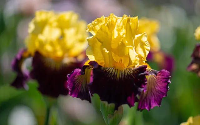 Yellow and purple iris