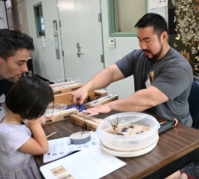 Third-year graduate student Gary Ge showing how he pins butterflies.