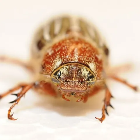 "Wanna make something of it?" Ten-lined June beetle. (Photo by Kathy Keatley Garvey)