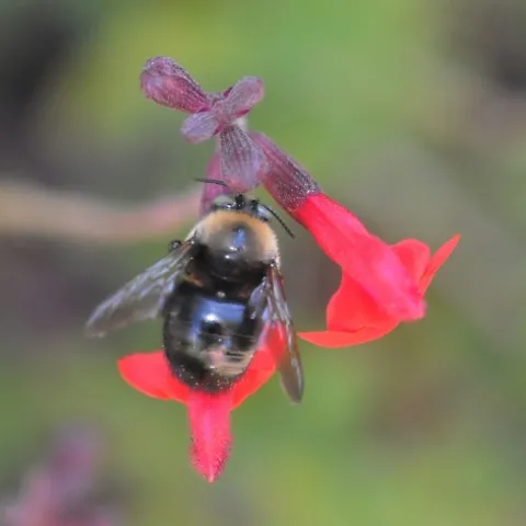 This male carpenter bee (Xylocopa tabaniformis orpifex Smith NB) visits salvia (sage). (Photo by Kathy Keatley Garvey)