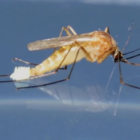Culex quinquefasciatus mosquito laying eggs. (Photo by Samuel Woo, UC Davis)