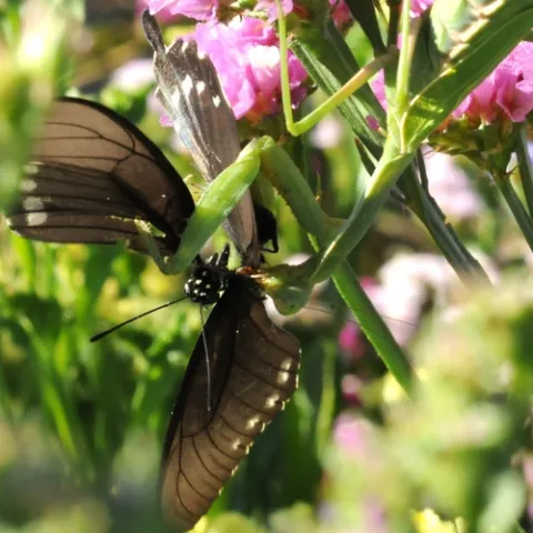 A praying mantis snares a pipevine swallowtail butterfly. (Photo by Kathy Keatley Garvey)