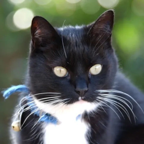 Xena the Warrior Princess is a feline entomologist. She specializes in butterflies and sphinx moths. (Photo by Kathy Keatley Garvey)