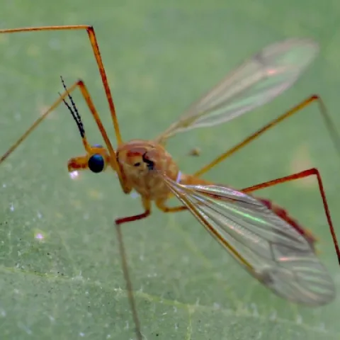 The crane fly is sometimes called a mosquito hawk or a gollywhopper.(Photo by Kathy Keatley Garvey)