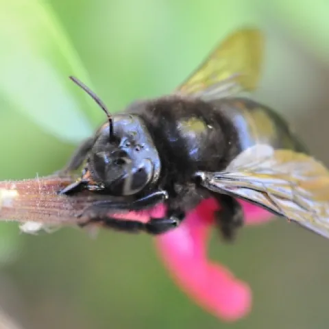 A female carpenter bee (Xylocopa tabaniformis orpifex) pierces the corolla of salvia to rob the nectar. (Identified by Robbin Thorp, UC Davis emeritus professor of entomology.) (Photo by Kathy Keatley Garvey)