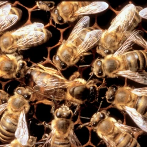 The queen bee (the largest bee, center) is surrounded by her court, the worker bees, who take care of her every need. They feed her, groom her and protect her "and then they have the additional tasks of rearing and feeding her young," said bee breeder-geneticist Susan Cobey of the UC Davis Department of Entomology. (Photo courtesy of Susan Cobey, UC Davis Department of Entomology)