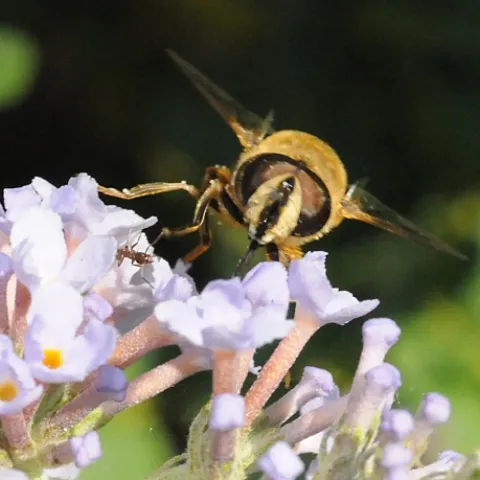 Like a hovering helicopter, the hover fly lingers over flowers in the Ruth Risdon Storer Garden, UC Davis Arboretum. (Photo by Kathy Keatley Garvey)