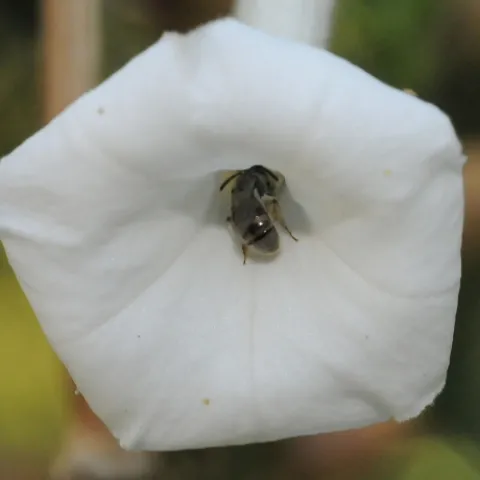 This is a Lasioglossum (Dialictus) sp. female, as identified by emeritus professor and native pollinator researcher Robbin Thorp of UC Davis. (Photo by Kathy Keatley Garvey)