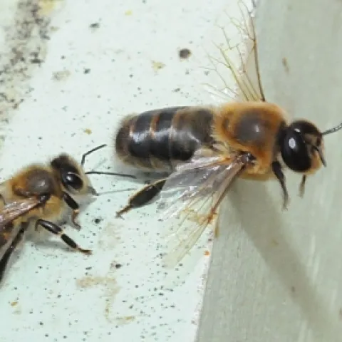 A drone (front) starts his takeoff to find a virgin queen. At left is a worker bee, his sister. Drones don't survive the winter; the girls kick the boys out of the hive.(Photo by Kathy Keatley Garvey)
