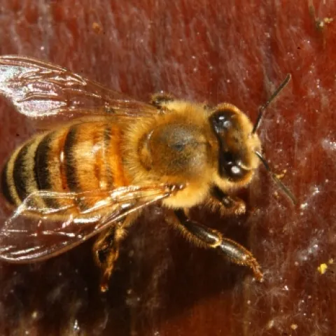 The honey bee, resplendent here with silvery wings, is gold to the global economy. (Photo by Kathy Keatley Garvey)
